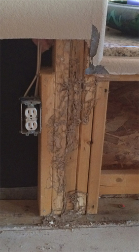 termite damage picture