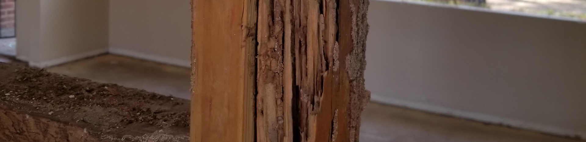 Termite Damage