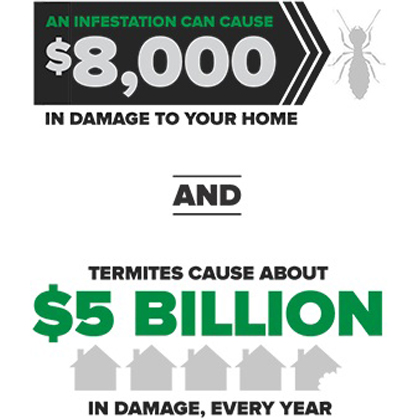 Cost of Termite Dammage