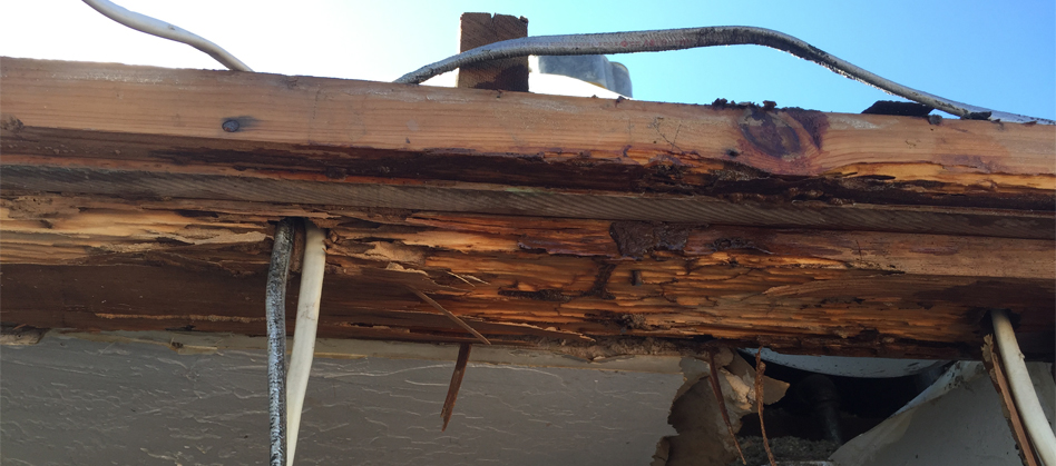 Termite Wood Rot